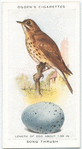 Song thrush.