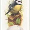 Blue tit.