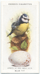 Blue tit.
