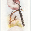 Long-tailed tit.