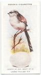 Long-tailed tit.