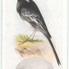Pied wagtail.