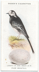 Pied wagtail.