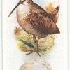 Woodcock.
