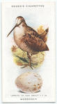 Woodcock.