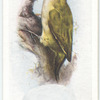 Green woodpecker.