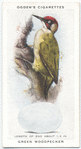 Green woodpecker.