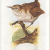 Wren.