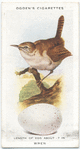 Wren.