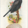 Blackbird.