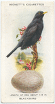 Blackbird.