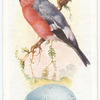 Bullfinch.