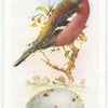 Chaffinch.