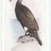 Cormorant.