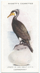 Cormorant.