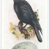Carrion crow.