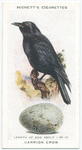 Carrion crow.
