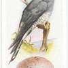 Cuckoo.