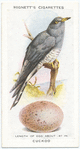 Cuckoo.