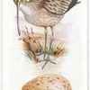 Curlew.