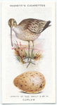 Curlew.