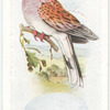 Turtle dove.