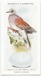 Turtle dove.