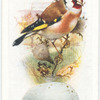 Goldfinch.