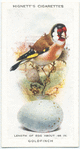 Goldfinch.