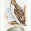 Guillemot.