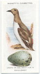 Guillemot.