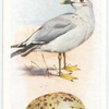 Common gull.