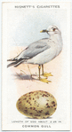 Common gull.