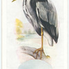 Heron.