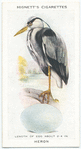 Heron.