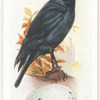 Jackdaw.