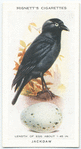 Jackdaw.