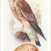 Kestrel.