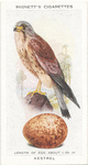 Kestrel.