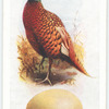Pheasant.
