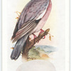 Wood pigeon.