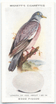 Wood pigeon.