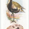 Golden plover.