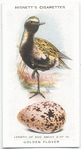 Golden plover.