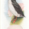 Puffin.