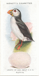 Puffin.