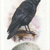 Raven.