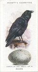 Raven.