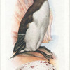 Razorbill.
