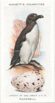 Razorbill.
